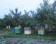 Продам пчелосемьи, ульи и инвентарь для пчеловодства